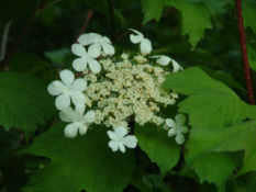 Viburnum opulusGelderse roos bestellen